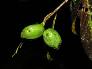 Fotografia da espécie Ticodendron incognitum