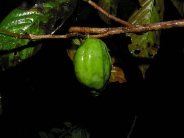 Fotografia da espécie Ticodendron incognitum