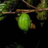 Fotografia 3 da espécie Ticodendron incognitum do Jardim Botânico UTAD