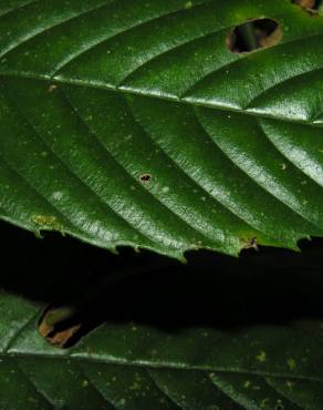 Fotografia 5 da espécie Ticodendron incognitum no Jardim Botânico UTAD