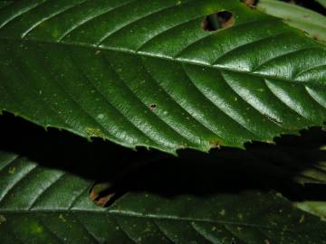 Fotografia da espécie Ticodendron incognitum