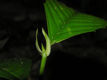 Fotografia da espécie Ticodendron incognitum