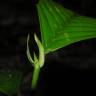 Fotografia 6 da espécie Ticodendron incognitum do Jardim Botânico UTAD