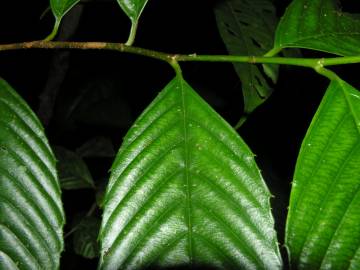 Fotografia da espécie Ticodendron incognitum