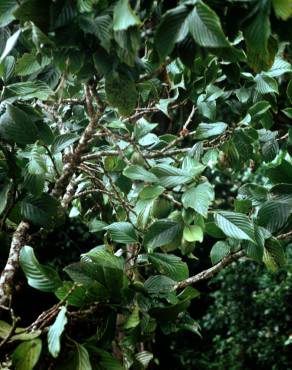 Fotografia 8 da espécie Ticodendron incognitum no Jardim Botânico UTAD