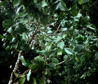 Fotografia da espécie Ticodendron incognitum