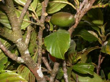 Fotografia da espécie Ticodendron incognitum