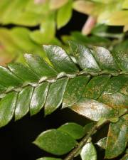 Fotografia da espécie Anisophyllea disticha