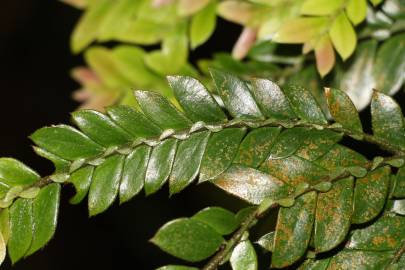 Fotografia da espécie Anisophyllea disticha