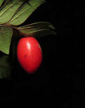 Fotografia 4 da espécie Anisophyllea disticha no Jardim Botânico UTAD