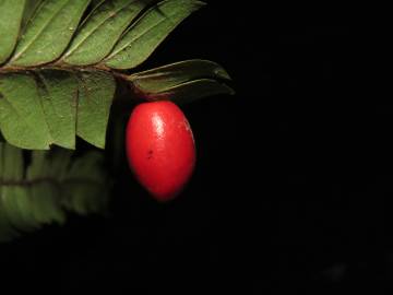 Fotografia da espécie Anisophyllea disticha