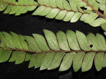 Fotografia da espécie Anisophyllea disticha