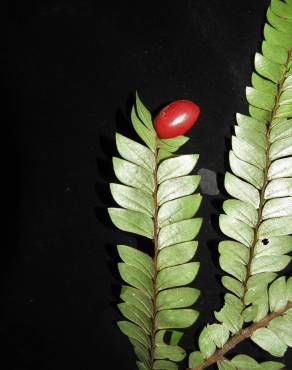 Fotografia 6 da espécie Anisophyllea disticha no Jardim Botânico UTAD