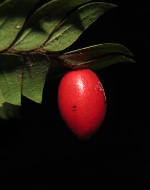 Fotografia 8 da espécie Anisophyllea disticha no Jardim Botânico UTAD