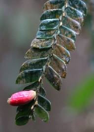 Fotografia da espécie Anisophyllea disticha