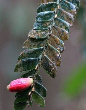 Fotografia 10 da espécie Anisophyllea disticha no Jardim Botânico UTAD