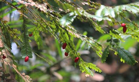 Fotografia da espécie Anisophyllea disticha