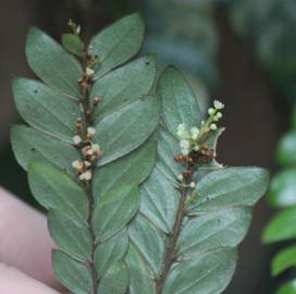 Fotografia da espécie Anisophyllea disticha