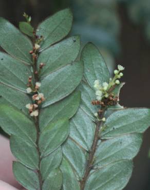 Fotografia 13 da espécie Anisophyllea disticha no Jardim Botânico UTAD