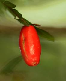 Fotografia da espécie Anisophyllea disticha