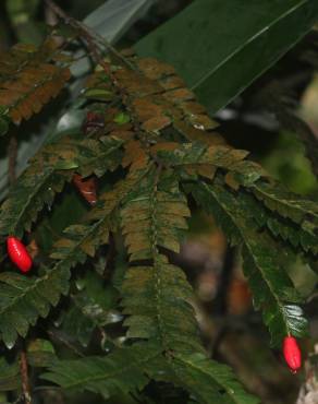 Fotografia 17 da espécie Anisophyllea disticha no Jardim Botânico UTAD