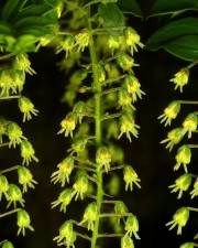 Fotografia da espécie Coriaria ruscifolia