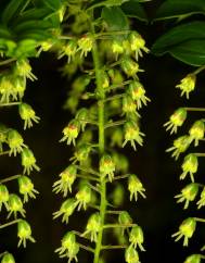 Coriaria ruscifolia subesp. microphylla