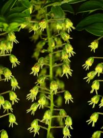 Fotografia da espécie Coriaria ruscifolia subesp. microphylla