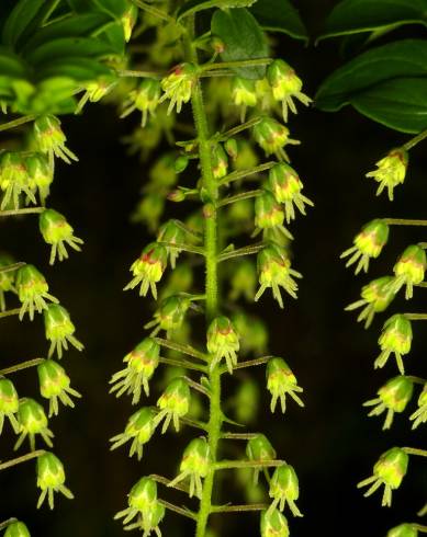 Fotografia de capa Coriaria ruscifolia subesp. microphylla - do Jardim Botânico