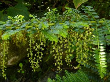 Fotografia da espécie Coriaria ruscifolia subesp. microphylla