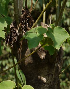 Fotografia 8 da espécie Tetrameles nudiflora no Jardim Botânico UTAD
