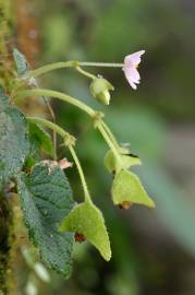 Fotografia da espécie Begonia picta