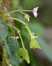 Fotografia da espécie Begonia picta