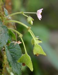 Begonia picta