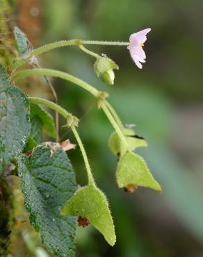 Fotografia 1 da espécie Begonia picta no Jardim Botânico UTAD