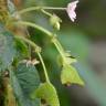 Fotografia 1 da espécie Begonia picta do Jardim Botânico UTAD