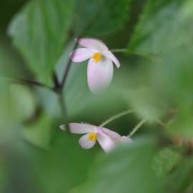 Fotografia da espécie Begonia picta