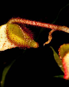 Fotografia 3 da espécie Begonia picta no Jardim Botânico UTAD