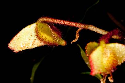 Fotografia da espécie Begonia picta