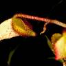 Fotografia 3 da espécie Begonia picta do Jardim Botânico UTAD