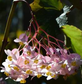 Fotografia da espécie Begonia picta