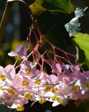 Fotografia 4 da espécie Begonia picta no Jardim Botânico UTAD