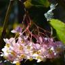 Fotografia 4 da espécie Begonia picta do Jardim Botânico UTAD