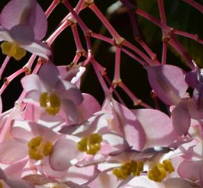 Fotografia da espécie Begonia picta