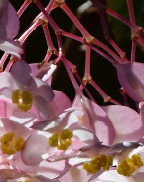 Fotografia 5 da espécie Begonia picta no Jardim Botânico UTAD