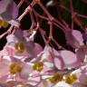 Fotografia 5 da espécie Begonia picta do Jardim Botânico UTAD