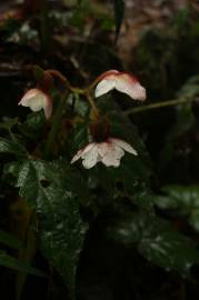 Fotografia da espécie Begonia picta