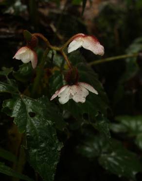 Fotografia 6 da espécie Begonia picta no Jardim Botânico UTAD