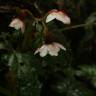 Fotografia 6 da espécie Begonia picta do Jardim Botânico UTAD