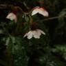 Fotografia 6 da espécie Begonia picta do Jardim Botânico UTAD